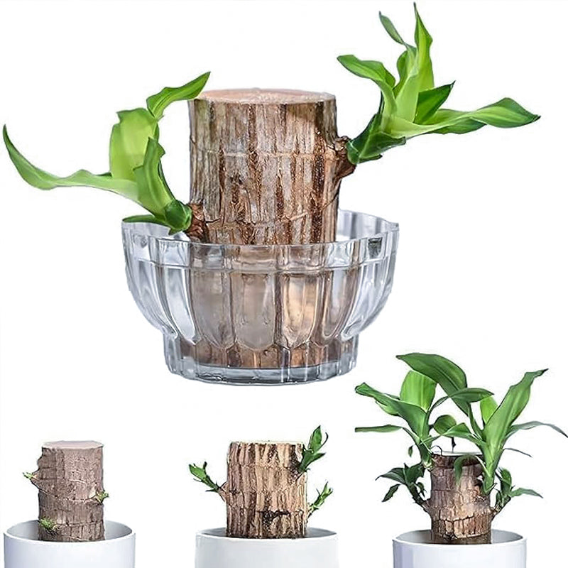 Transform Your Space with Brazilian Lucky Wood | Buy 1, Get 1 Free